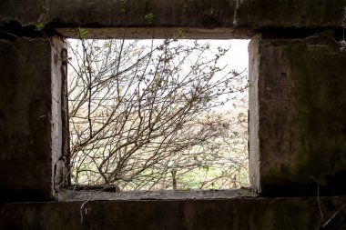 Terk edilmiş, çalılarla kaplanmış ve kırsal kesimdeki kasvetli çiftlik binalarında beton pencere açılıyor. Yakın plan..