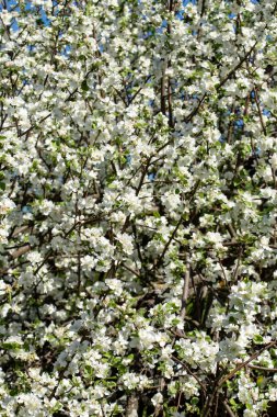 Güzel, yoğun açan bir elma ağacı (Malus), beyaz çiçekler, bir bahar günü, güneşin altında..
