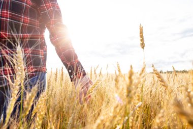 Bir çiftçi buğday tarlasında (Triticum) yürür, çivilere eliyle dokunur ve gün ışığında mahsulü kontrol eder. Zengin hasat. Kırsal kesimde. Yakın plan..