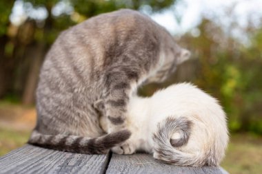 Şirin kedi yavrusu annesinin göğsünden süt içerek kuyruğunu zevk ve keyif içinde büker. Açık havada. Yakın plan..