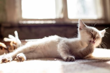 Sevimli, memnun kedi yavrusu patilerini yalıyor, yumuşak bir kanepede yatıyor, güneş ışığında, bir köy evinde..