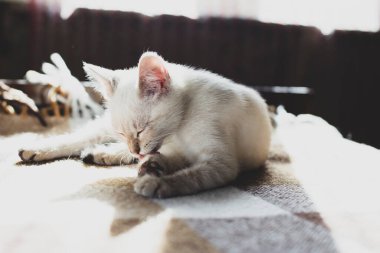 Sevimli, memnun kedi yavrusu patilerini yalıyor, yumuşak bir kanepede yatıyor, güneş ışığında, bir köy evinde..