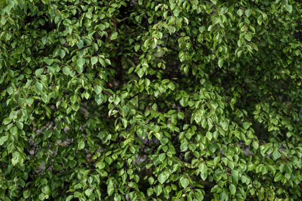 Betulla Crescita Densa Betula Con Foglie Verde Vivo Fresco Contesto — Foto Stock