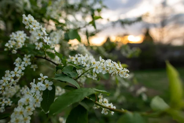Güzel Kokulu Kuş Kirazı Prunus Padus Hackberry Hagberry Veya Mayday — Stok fotoğraf