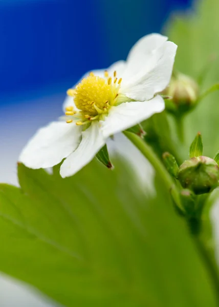 開花イチゴ フラッグラリア 青白色の背景に マクロだ — ストック写真