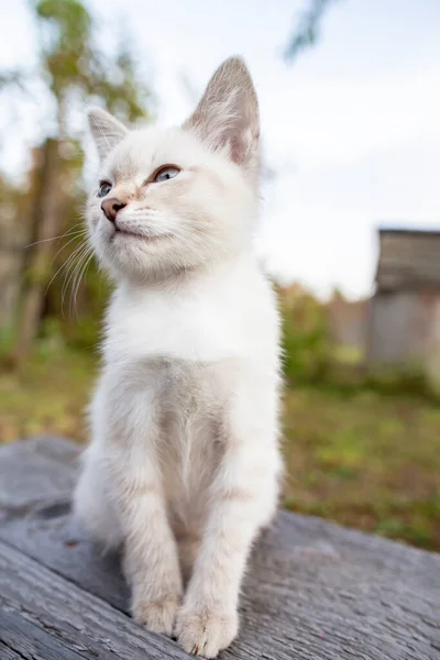 Roztomilé Koťátko Modrýma Očima Sedí Dřevěné Lavičce Rozmazaném Pozadí — Stock fotografie
