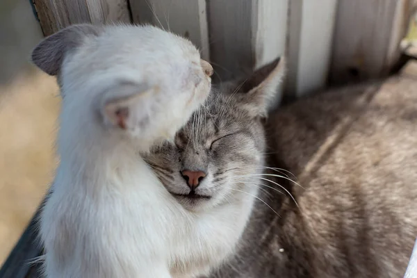 Gatinho Abraça Uma Mãe Gato Peitoril Janela Pela Janela Sol — Fotografia de Stock