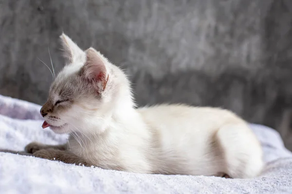 Funny Cute Kitten Sleeps His Tongue Hanging Out Soft Pillow — Stock Photo, Image