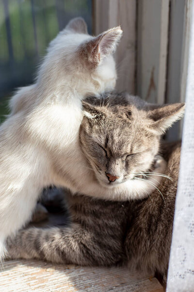 A little kitten hugs a cat mom, on a window sill by the window, in the sunshine, in a village house.