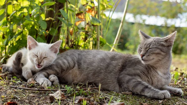 A cat is napping next to a kitten who has finished yawning and looks as if he is laughing or about to sneeze, in the shade of a tree, in the countryside.