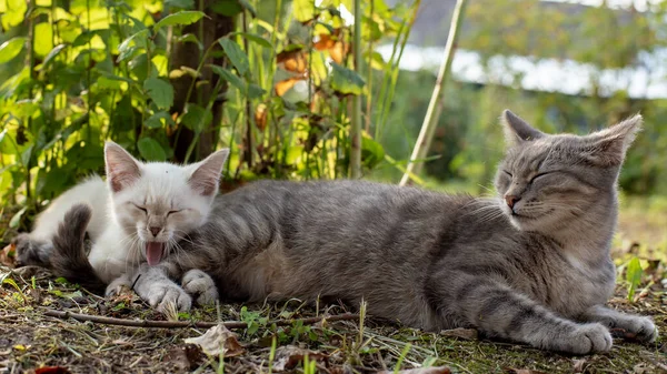 Gato Mamá Snoozes Lado Divertido Bostezo Gatito Sombra Árbol Campo — Foto de Stock
