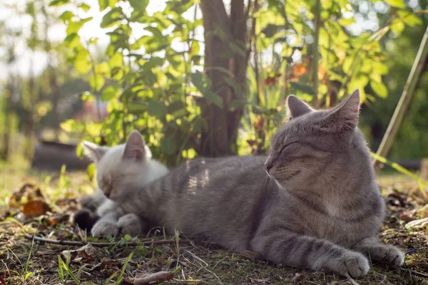 여름날 고양이와 고양이가 그늘에서 — 스톡 사진