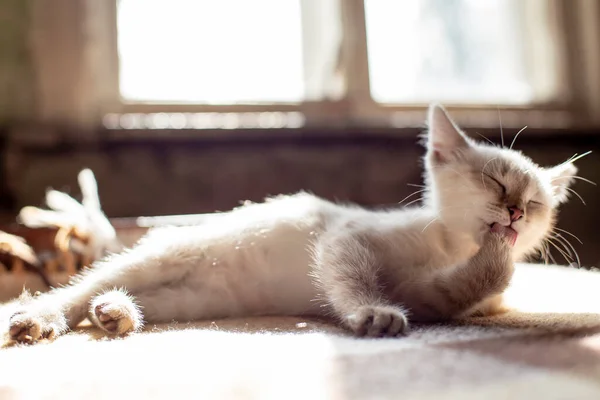 Милый Довольный Котёнок Облизывает Лапы Лежа Мягком Диване Лучах Солнечного — стоковое фото