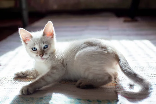 Small Cute Kitten Serious Look Blue Eyes Plays Old Mat — Stock Photo, Image