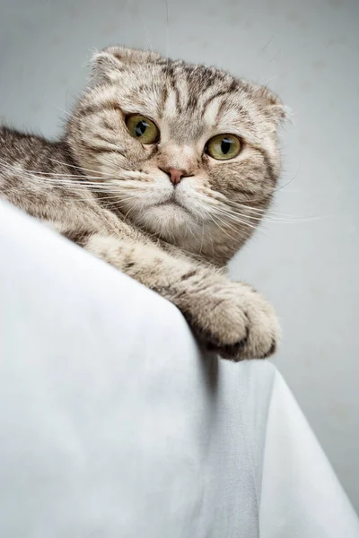 Şirin Safkan Kedi Skoç Katliamı Masaya Uzanır Dikkatlice Kameraya Bakar — Stok fotoğraf