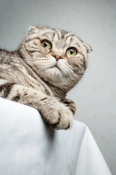 Schöne Vollblutkatze Scottish Fold Liegt Auf Dem Tisch Und Schaut — Stockfoto