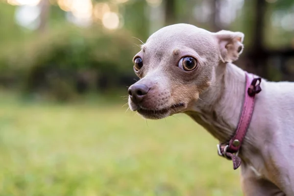 Rus oyuncak teriyer köpeği dikkatli ve şüpheyle yeşilliğin bulanık arka planında kameraya bakıyor..