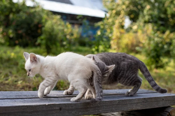 Cuidar Madre Gato Olfatea Lamer Gatito Pueblo Aire Libre Día — Foto de Stock