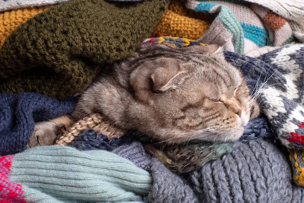 Милая Кошка Scottish Fold Подготовленная Холодной Осени Зиме Завернутая Кучу — стоковое фото