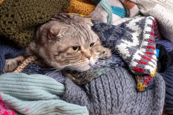 Vtipná Kočka Scottish Fold Připravuje Studený Podzim Zimu Zabalila Ukryla — Stock fotografie