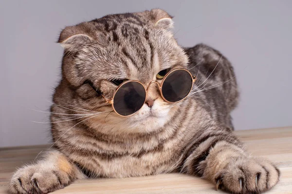 Serious Cat Scottish Fold Sternly Looks Sunglasses Lying Wooden Table — Stock Photo, Image