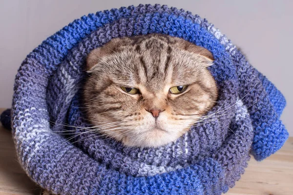 Lustige Katze Scottish Fold Eingewickelt Einen Weichen Warmen Wollschal Sie — Stockfoto