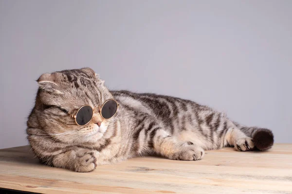 一只戴着圆形太阳镜的严肃的猫在木制桌子上放松下来 在灰色背景下被隔离 — 图库照片