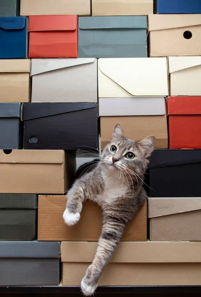 Pretty green-eyed cat crawled into a pile of stacked shoe boxes, calmly lies down and looking to the side with copy space.