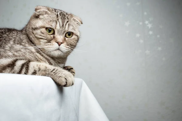 Sevimli Safkan Kedi Skoç Katları Masanın Üzerinde Duruyor Düşünceli Bir — Stok fotoğraf