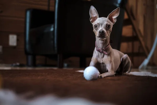 Hermoso Perro Terrier Juguete Ruso Con Collar Rosa Descansando Tranquilamente —  Fotos de Stock