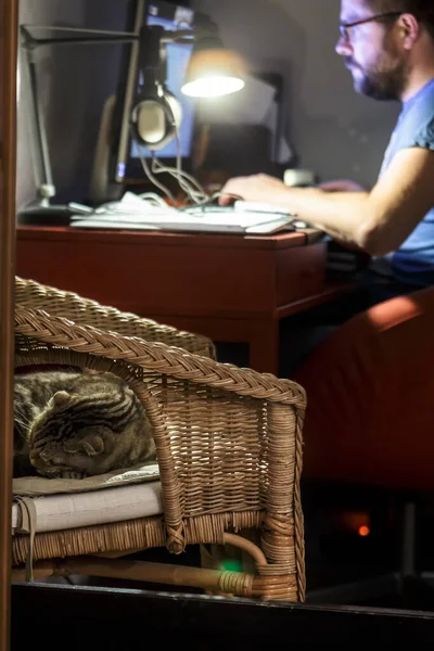 Niedliche Katze Scottish Fold Schläft Auf Einem Weichen Kissen Auf — Stockfoto