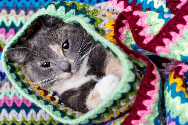 Gato Bonito Preparado Para Outono Frio Inverno Envolveu Macio Xadrez — Fotografia de Stock