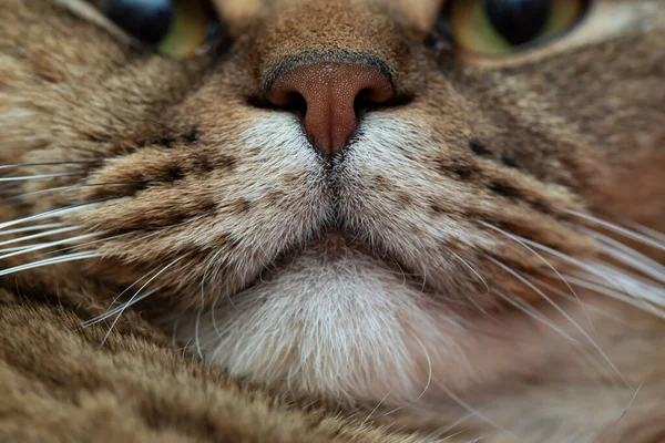 Nariz Gato Britânico Cano Curto Com Olhar Majestoso Embaçado Macro — Fotografia de Stock