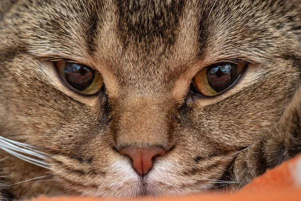 Sad Eyes British Shorthair Cat Looking Thoughtfully Camera Macro Close — Stock Photo, Image