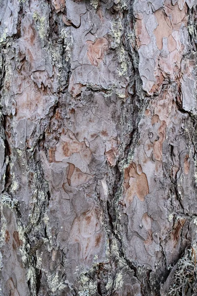 Corteccia di pino su un tronco d'albero. Primo piano. — Foto Stock