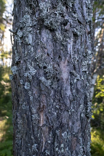 Tronco de pinheiro com musgo na casca, contra o fundo da floresta em um dia ensolarado. — Fotografia de Stock