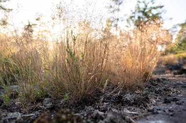 Batan güneşin arkasındaki çimenler, bulanık bir arka planda..
