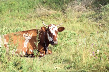 İnek çayırda otluyor. Bir hayvana yakın çekim
