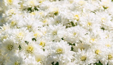 Sonbahar çiçekleri. Beyaz kasımpatılar kapanıyor.