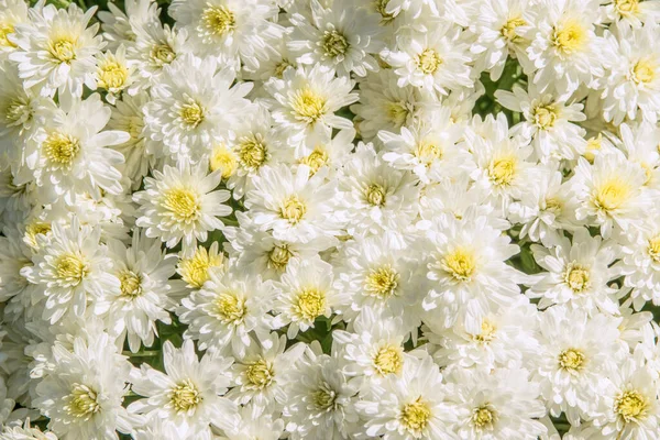 Herbstblumen Weiße Chrysanthemen Aus Nächster Nähe — Stockfoto