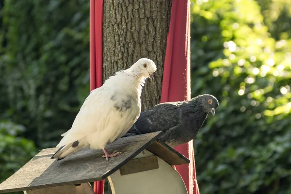 Alimentador Aves Parque Ciudad Primer Plano Una Paloma Paloma Sientan — Foto de Stock