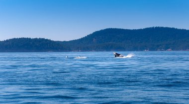 Bir Orca sudan atlıyor. Vancouve yakınlarında çekilen fotoğraf
