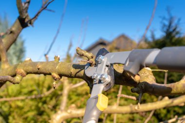 İlkbaharın başlarında bir elma ağacı kesmek.