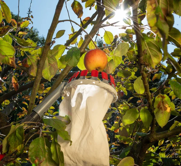 Harvesting apples with a fruit picker.