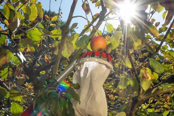 Harvesting apples with a fruit picker.