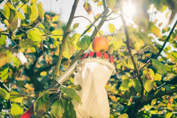 Harvesting apples with a fruit picker.