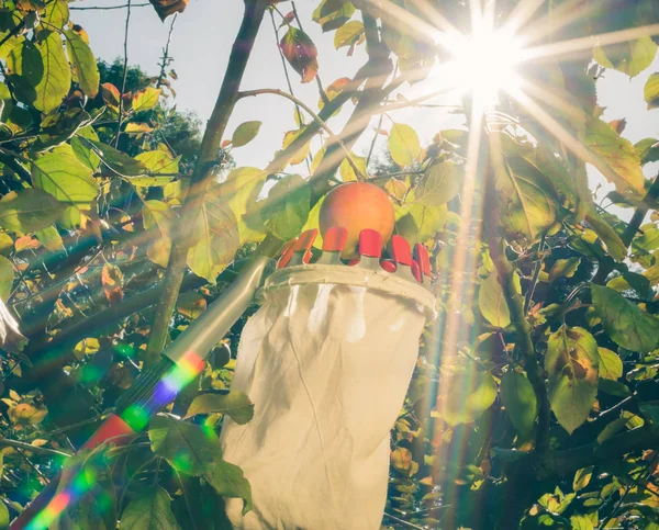 Harvesting apples with a fruit picker.