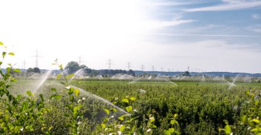 York, Almanya yakınlarındaki elma çiftliğinin sulanması.