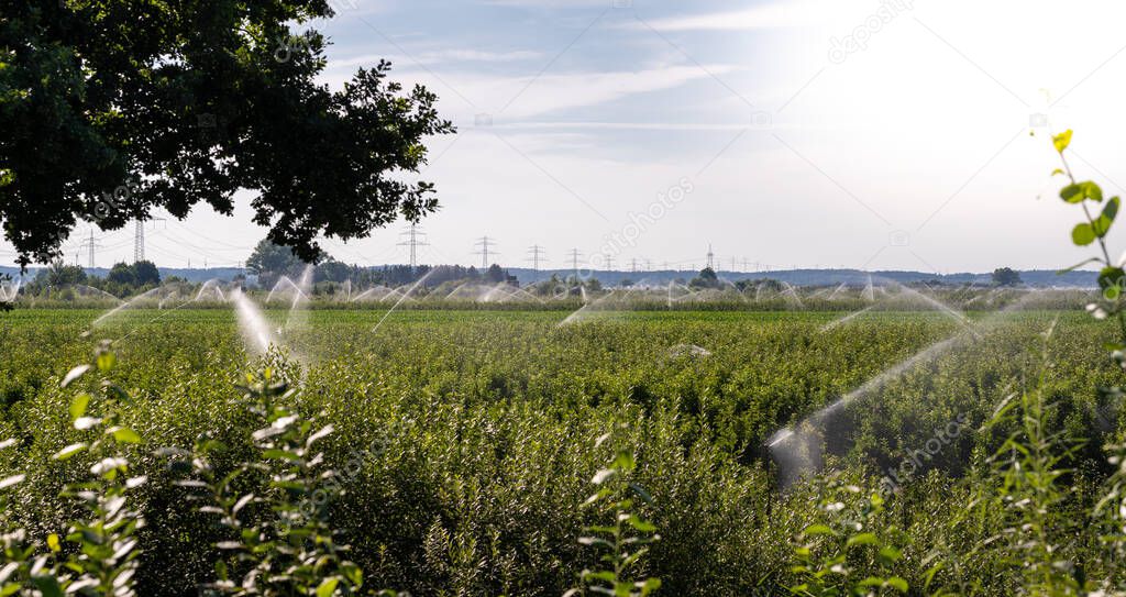 Irrigation of apple plantation near York, Germany.
