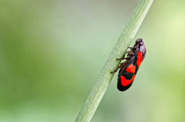 Photograph True Bug Known Froghopper Rush Juncus Stem Froghopper Red — Stock Photo, Image